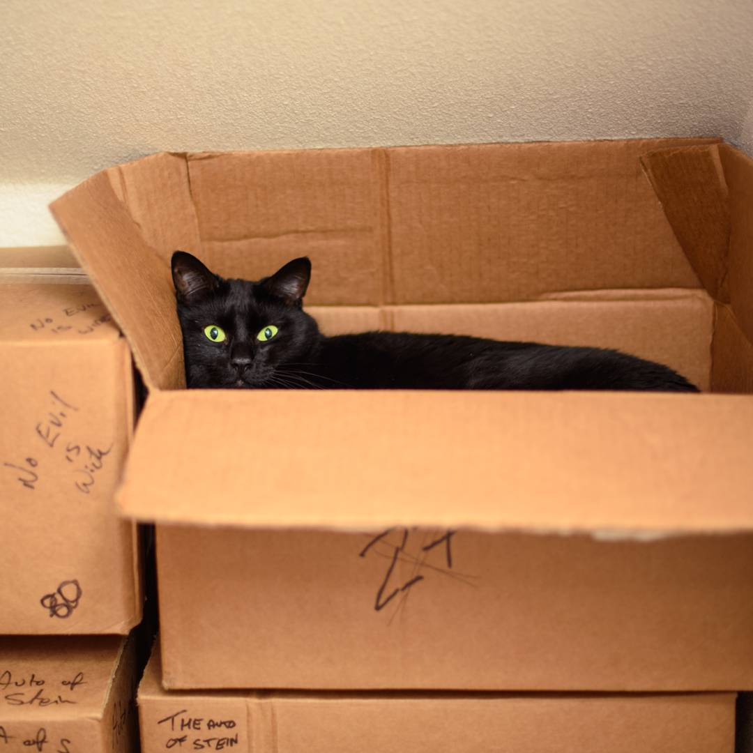 Another devoted member of the Madville Team is Toof. Photo shows a black cat in a box.
