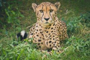 Amit Verma is donating his proceeds to the Cheetah Rescue Fund. This is a picture of a cheetah, yellow with black spots, lying down in the grass.