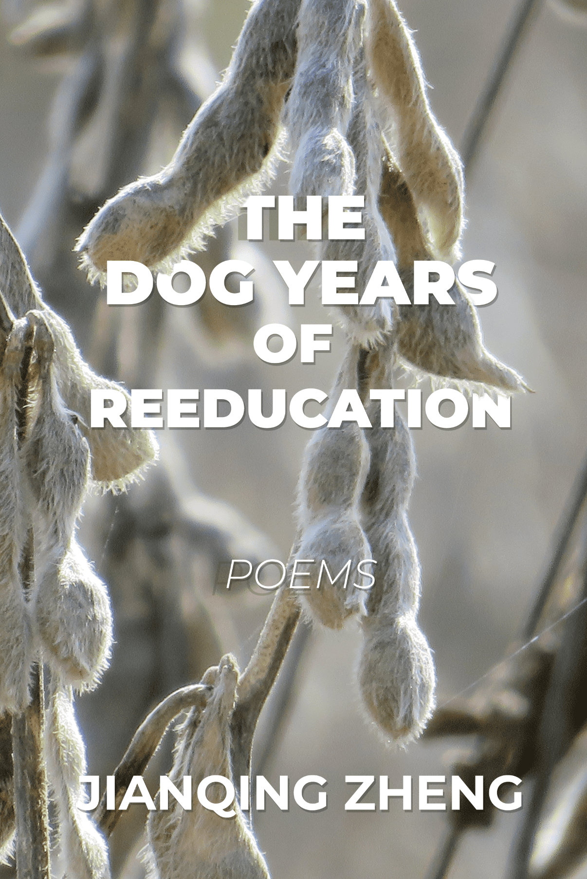 The Dog Years of Reeducation, Poems by Jianqing Zheng. White text is superimposed over monotone beige soybeans in the field with a dramatic blurred depth of field.