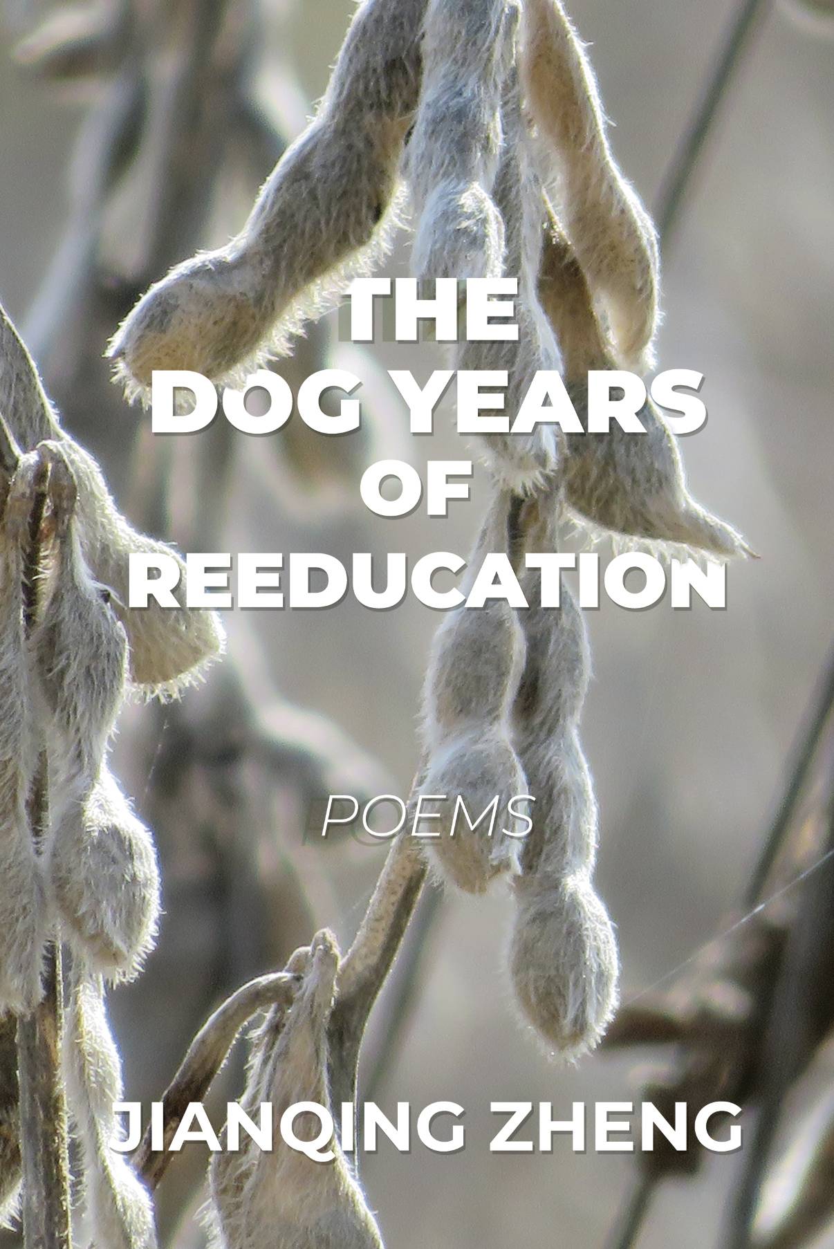 The Dog Years of Reeducation Poems by Jianqing Zheng. Cover shows a close-up photo of soybeans drying in the field. The colors are brown and beige.