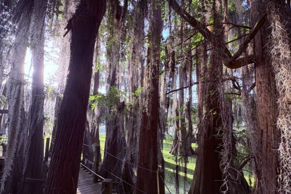 sunlight through cypress tree trunks