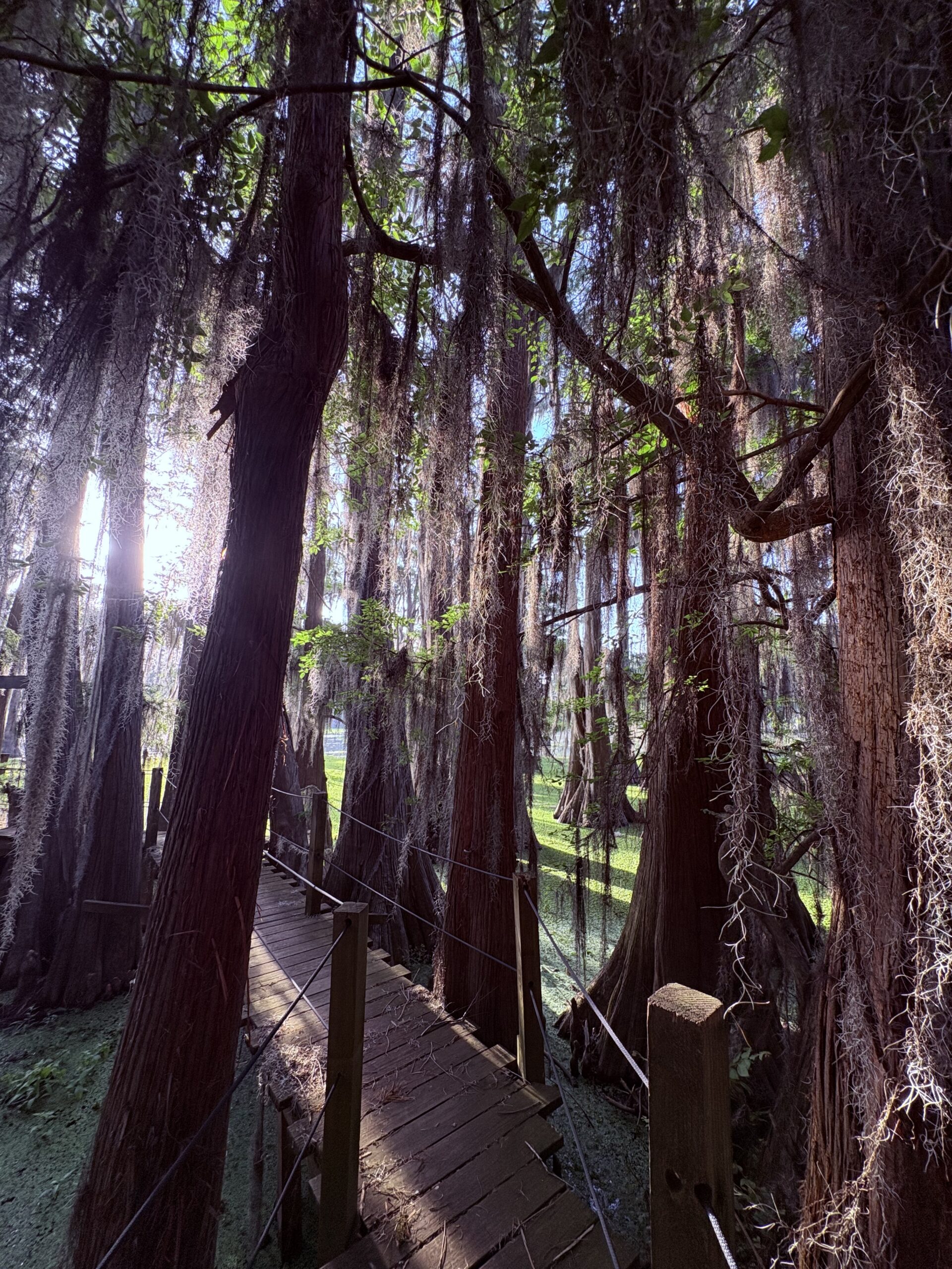 sunlight through cypress tree trunks